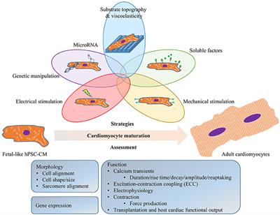 Pro-maturation Strategies for Human Pluripotent Stem Cell-derived Cardiomyocytes